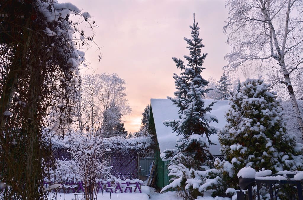 How to Water Trees in Winter Earth Development